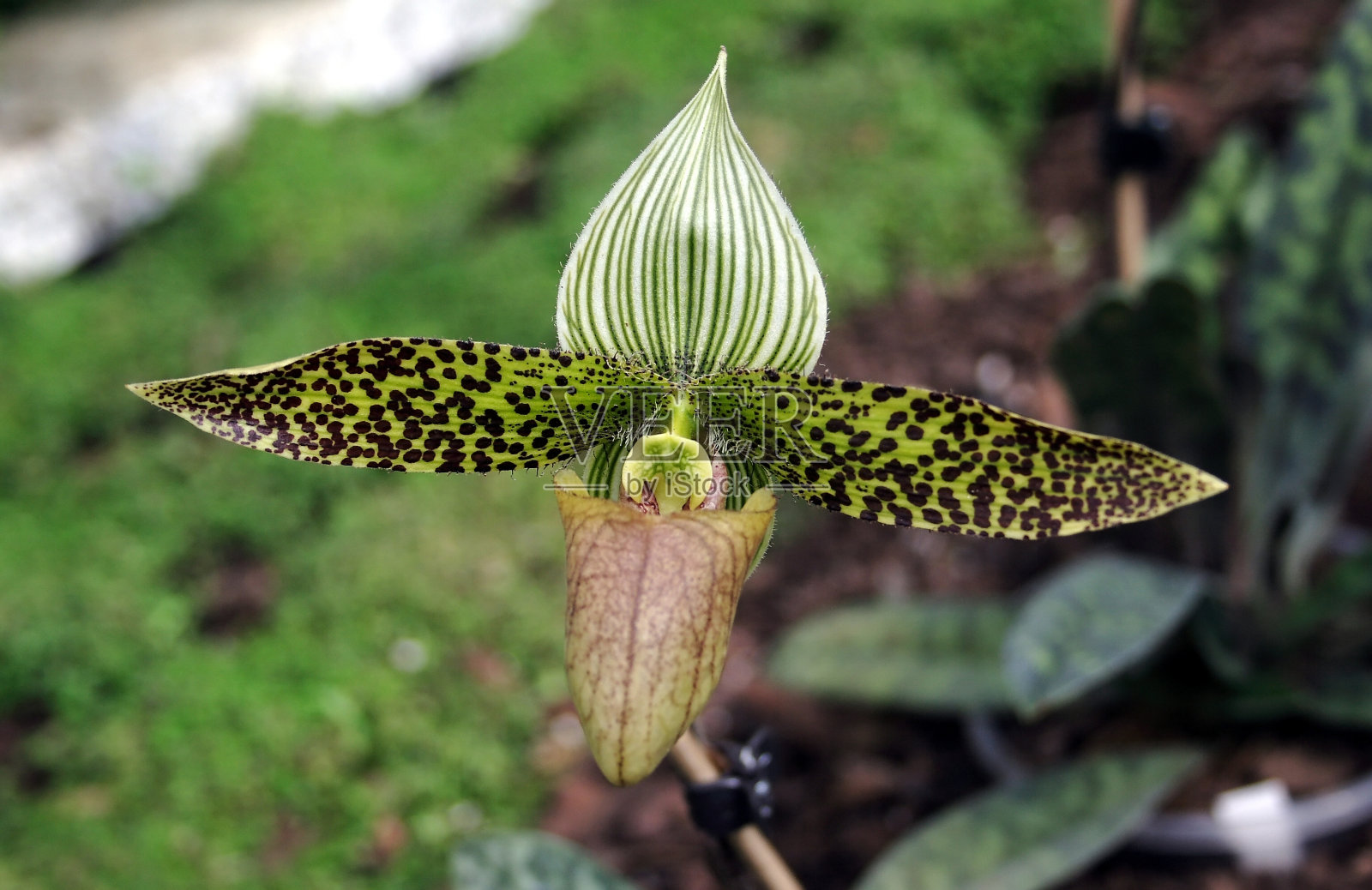 兰花照片摄影图片
