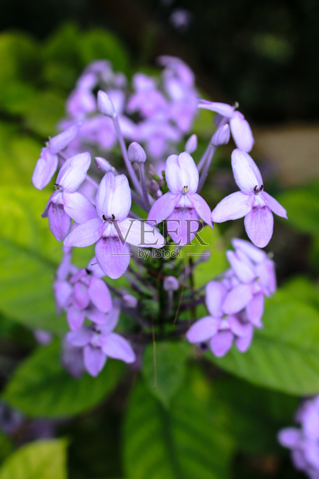 阿紫Ixora照片摄影图片
