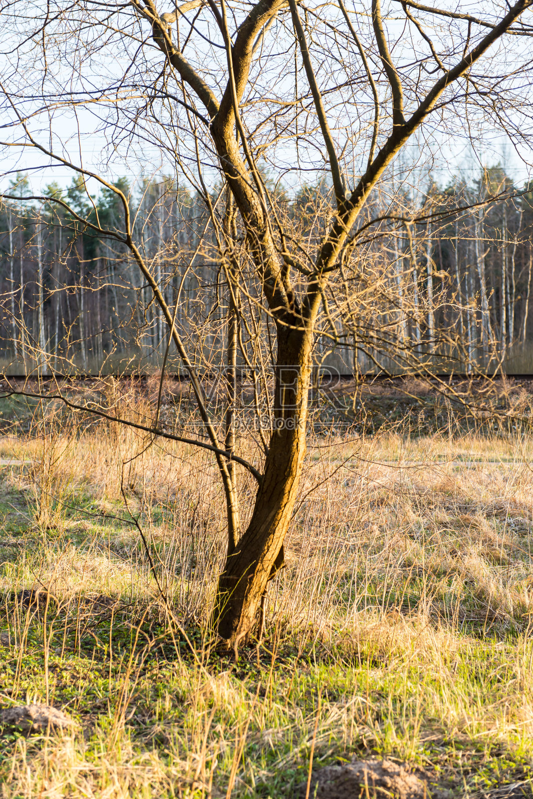 春日树荫下的树照片摄影图片