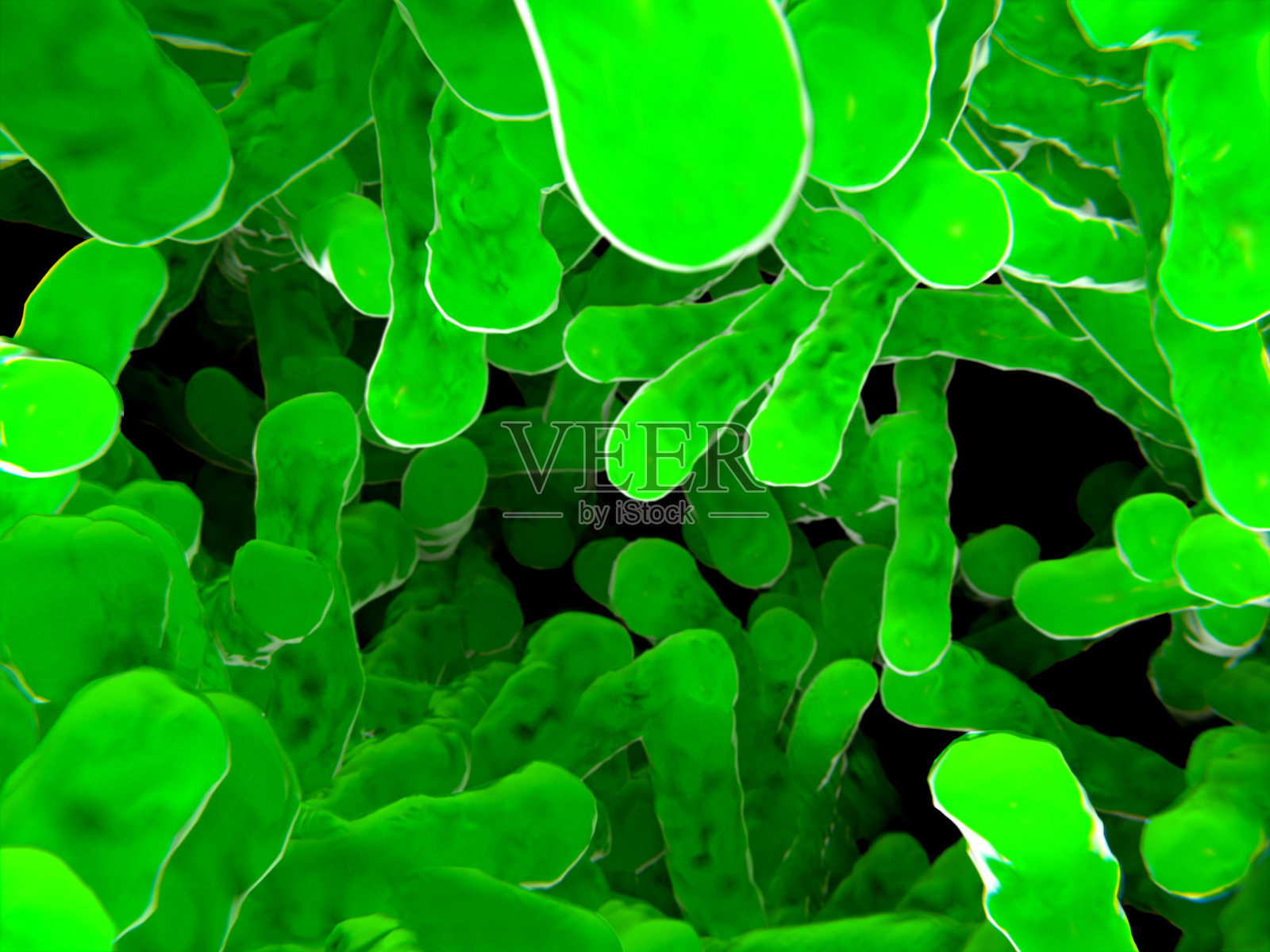 菌落,杆菌照片摄影图片