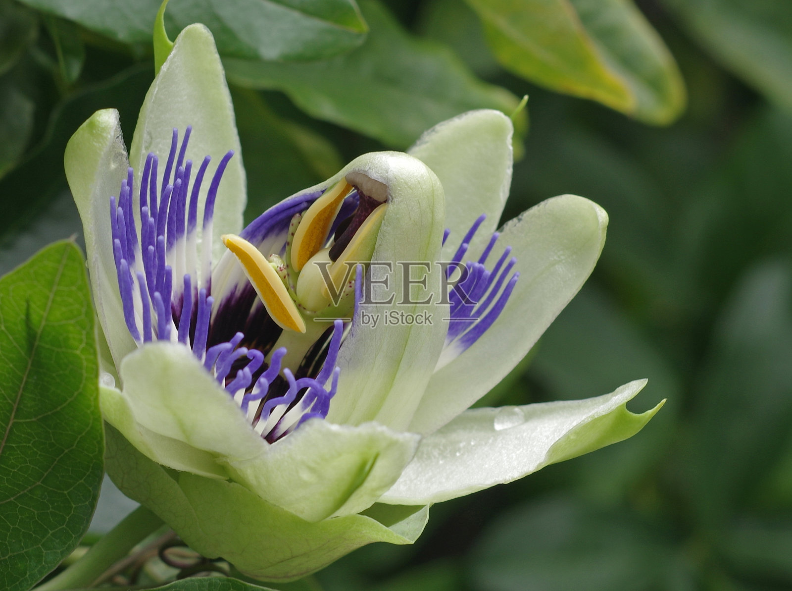 激情的花蕾照片摄影图片