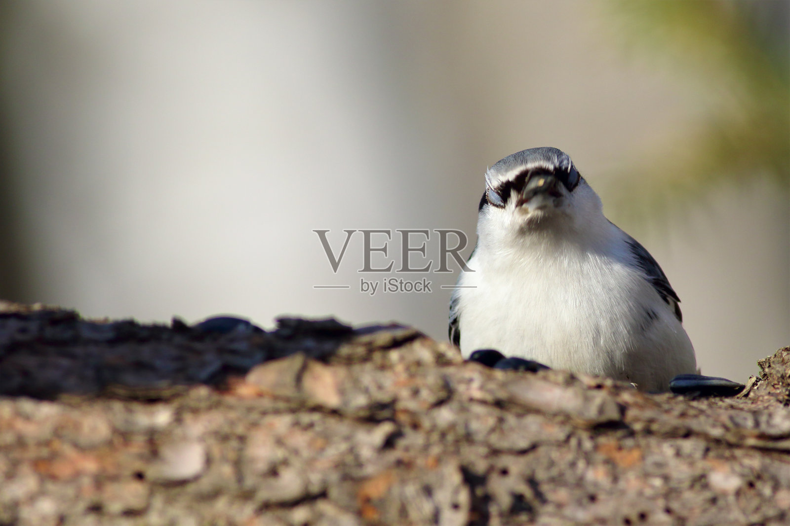 五子雀照片摄影图片