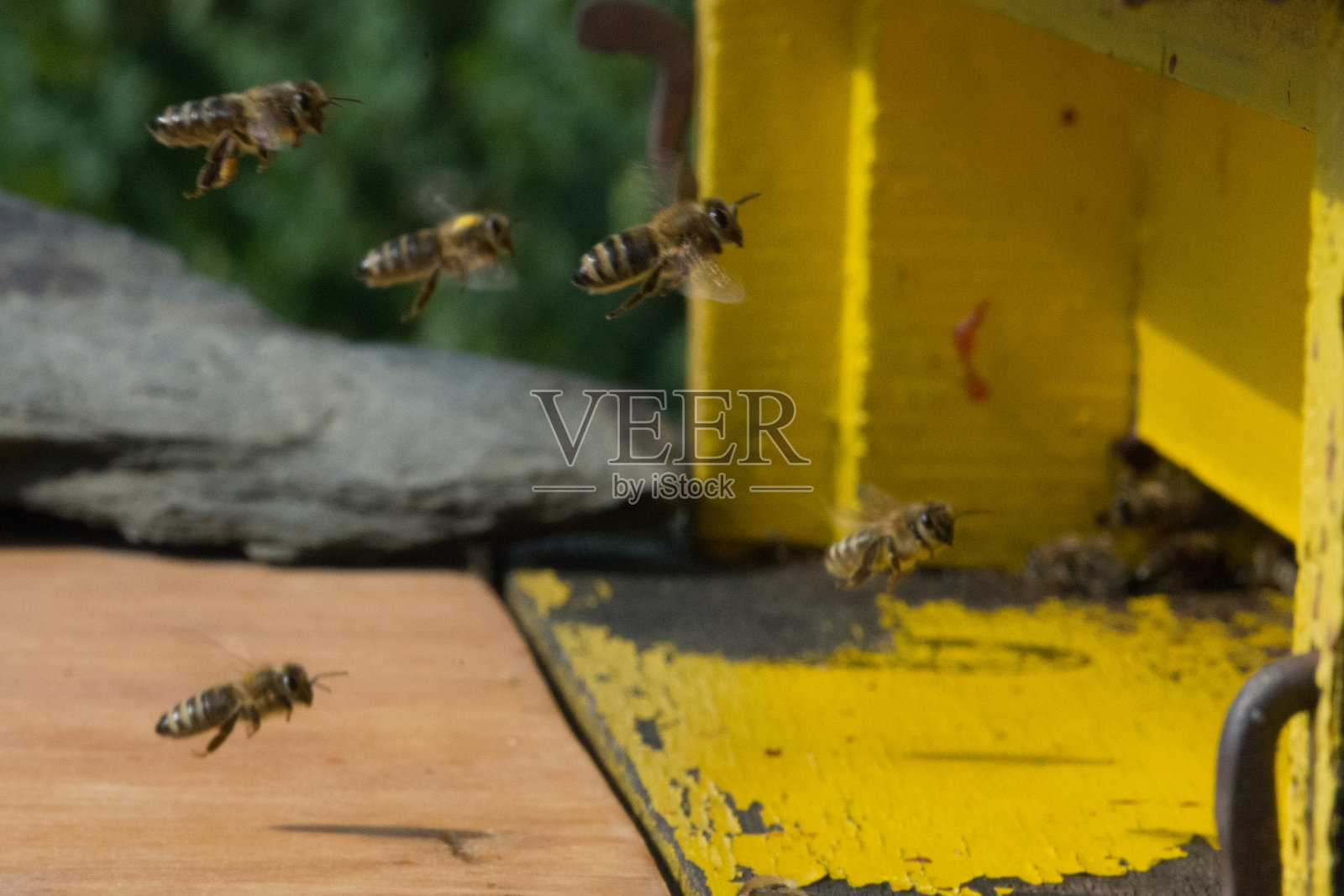 蜂箱里的蜜蜂照片摄影图片