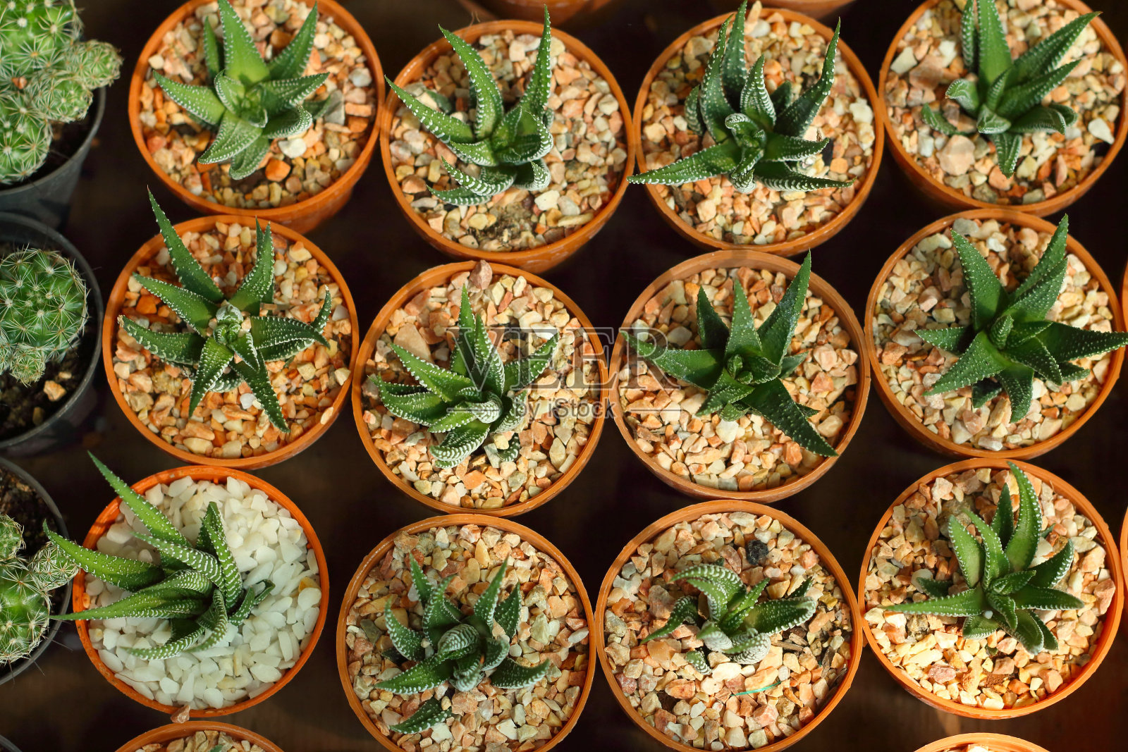 花园里花盆里的仙人掌。照片摄影图片