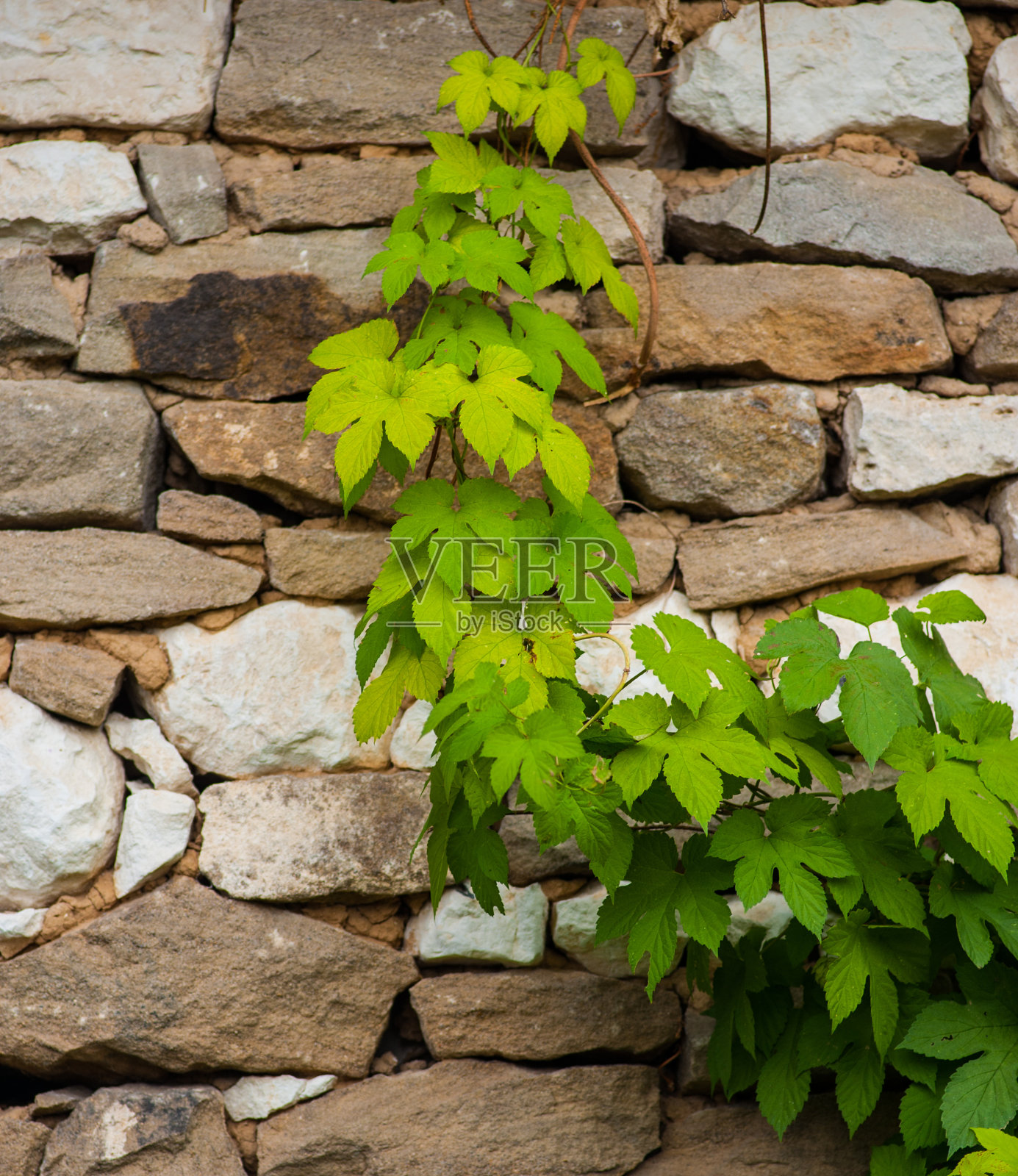绿色植物照片摄影图片