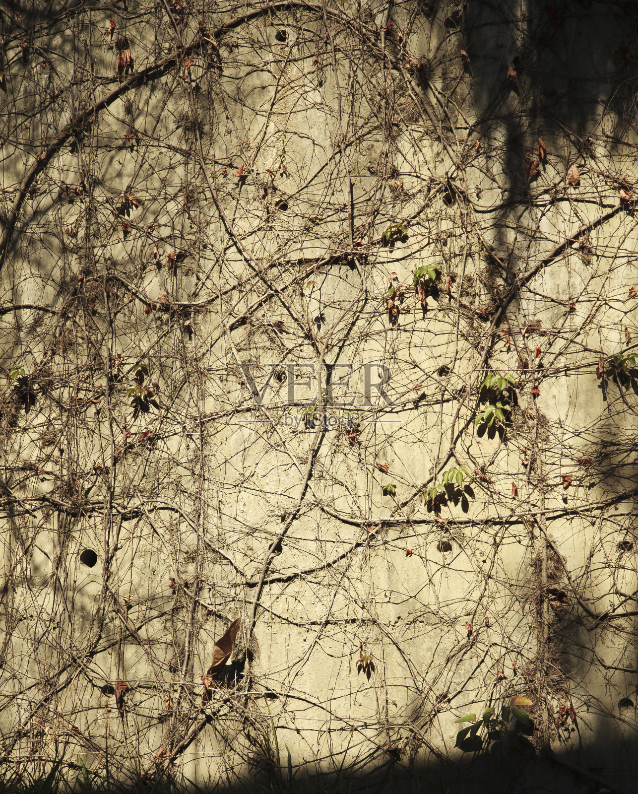墙上的藤蔓长了又长照片摄影图片