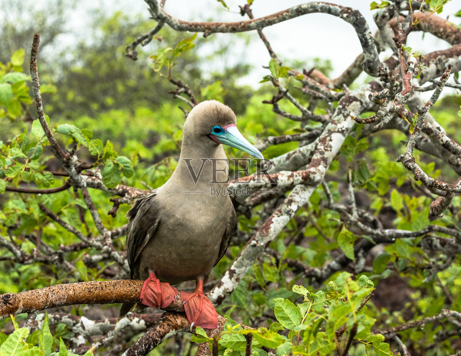 就不寒而栗照片摄影图片