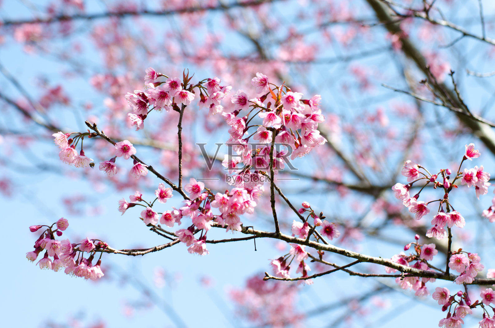 柔软的野生喜马拉雅樱花(樱)，巨大的老虎照片摄影图片