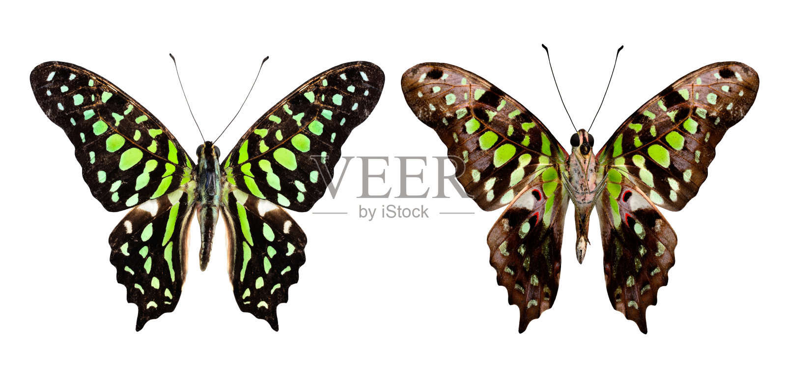 美丽的尾杰伊蝴蝶(Graphium Agamemnon)都上a照片摄影图片