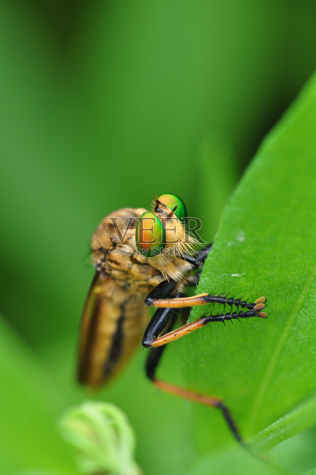 强盗飞照片摄影图片