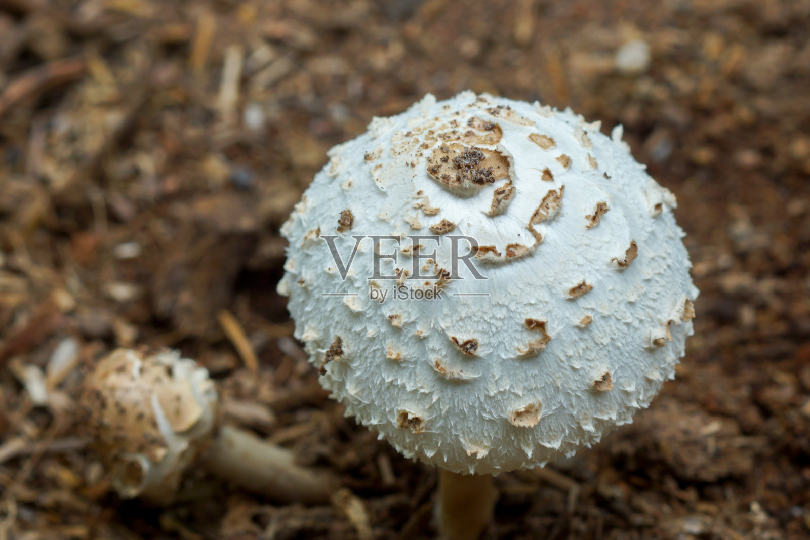 森林有毒蘑菇照片摄影图片