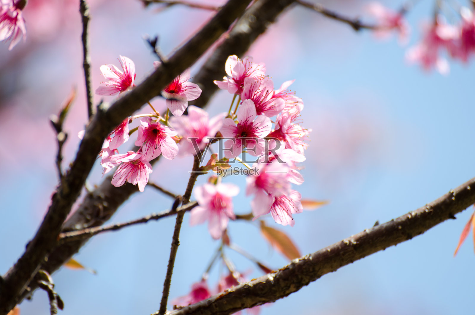 柔软的野生喜马拉雅樱花(樱)，巨大的老虎照片摄影图片