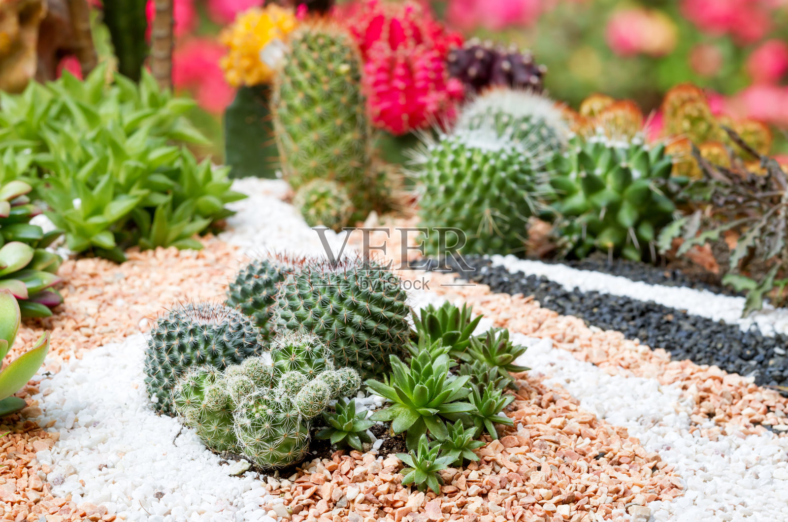 仙人掌植物花园照片摄影图片