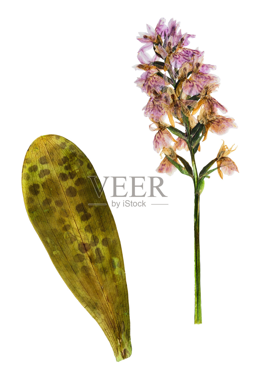 压制和干燥的叶子和兰花。插画图片素材