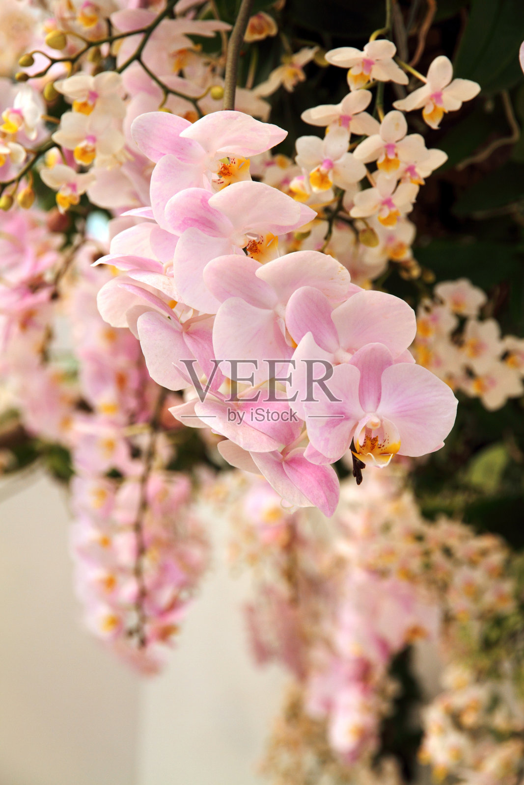 粉红色的兰花盛开照片摄影图片