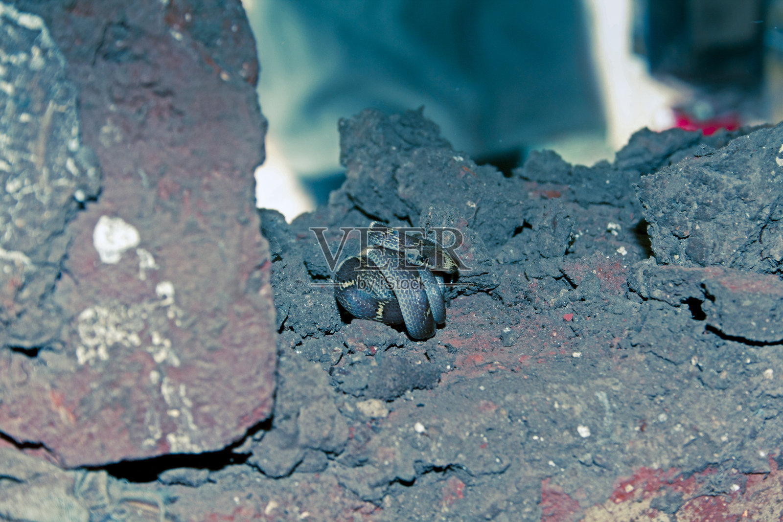 常见的狼蛇，石蒜照片摄影图片
