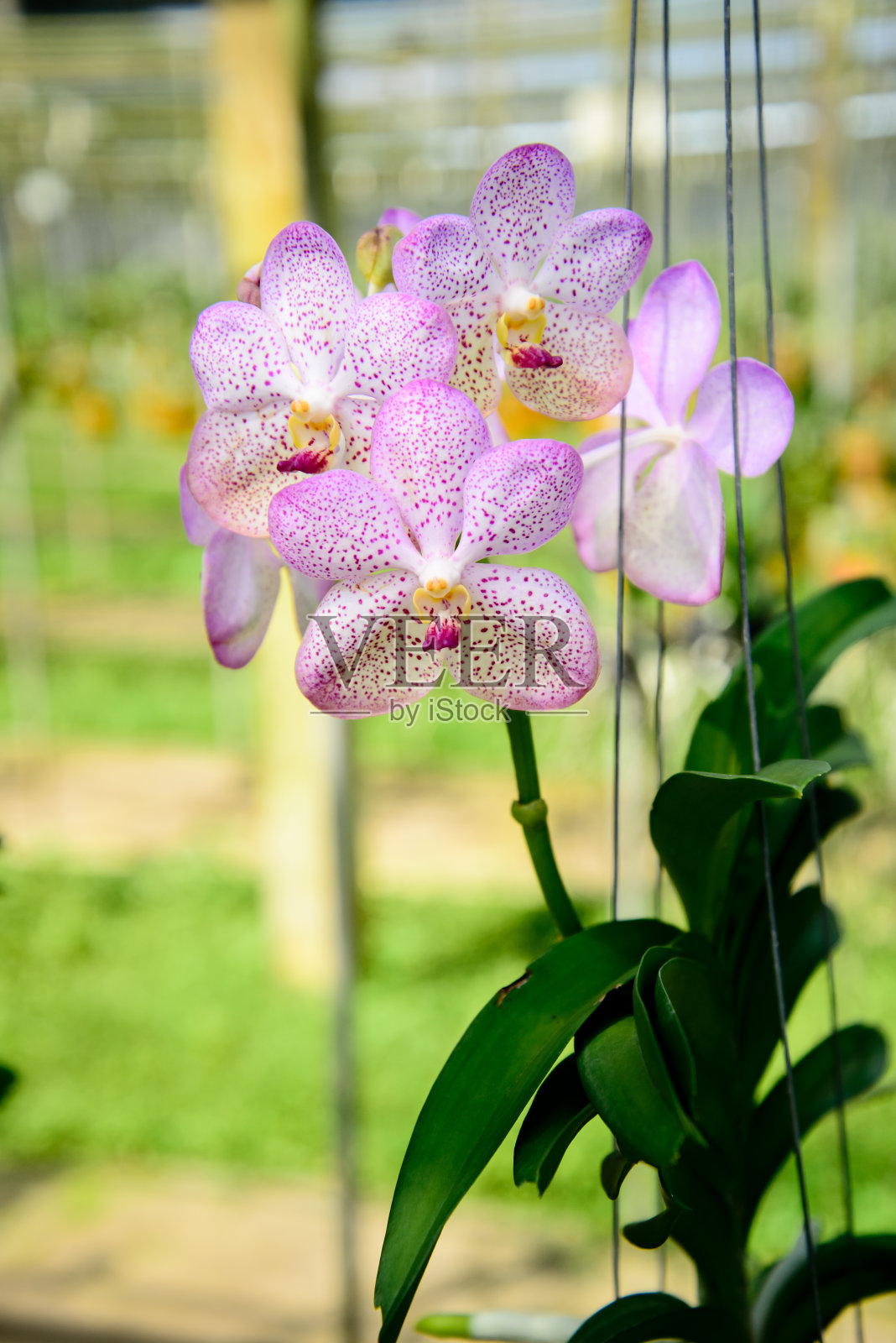 兰花很漂亮。照片摄影图片