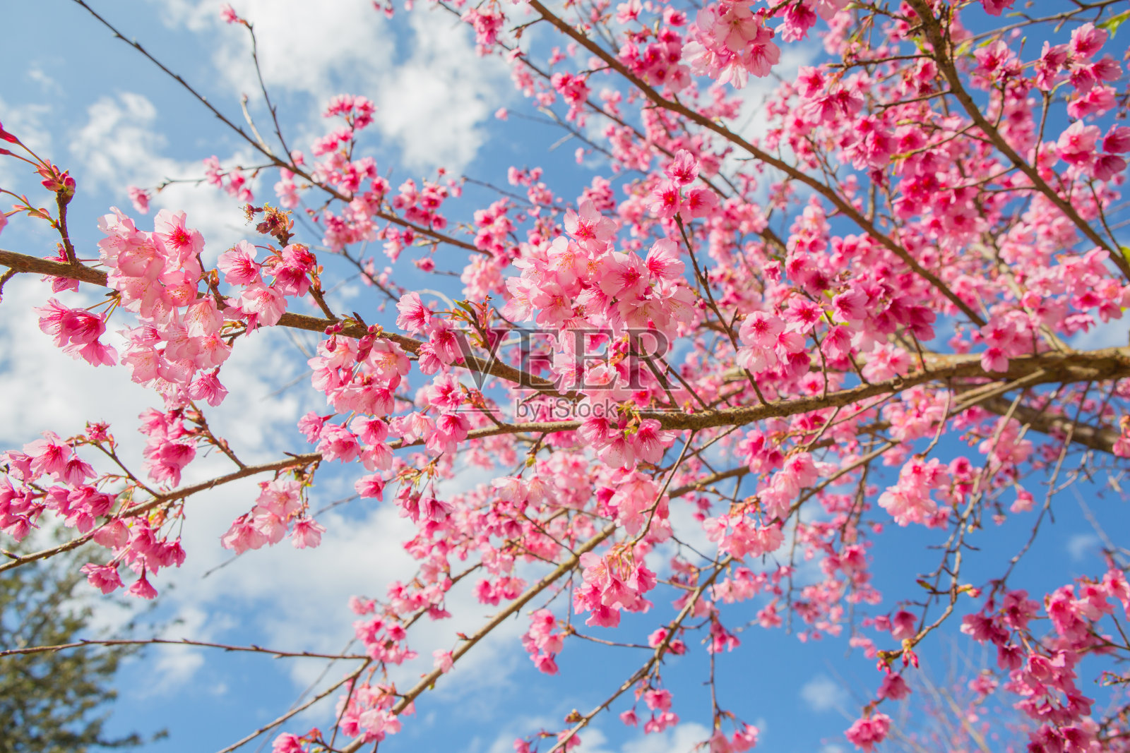 粉红色的樱花盛开。照片摄影图片