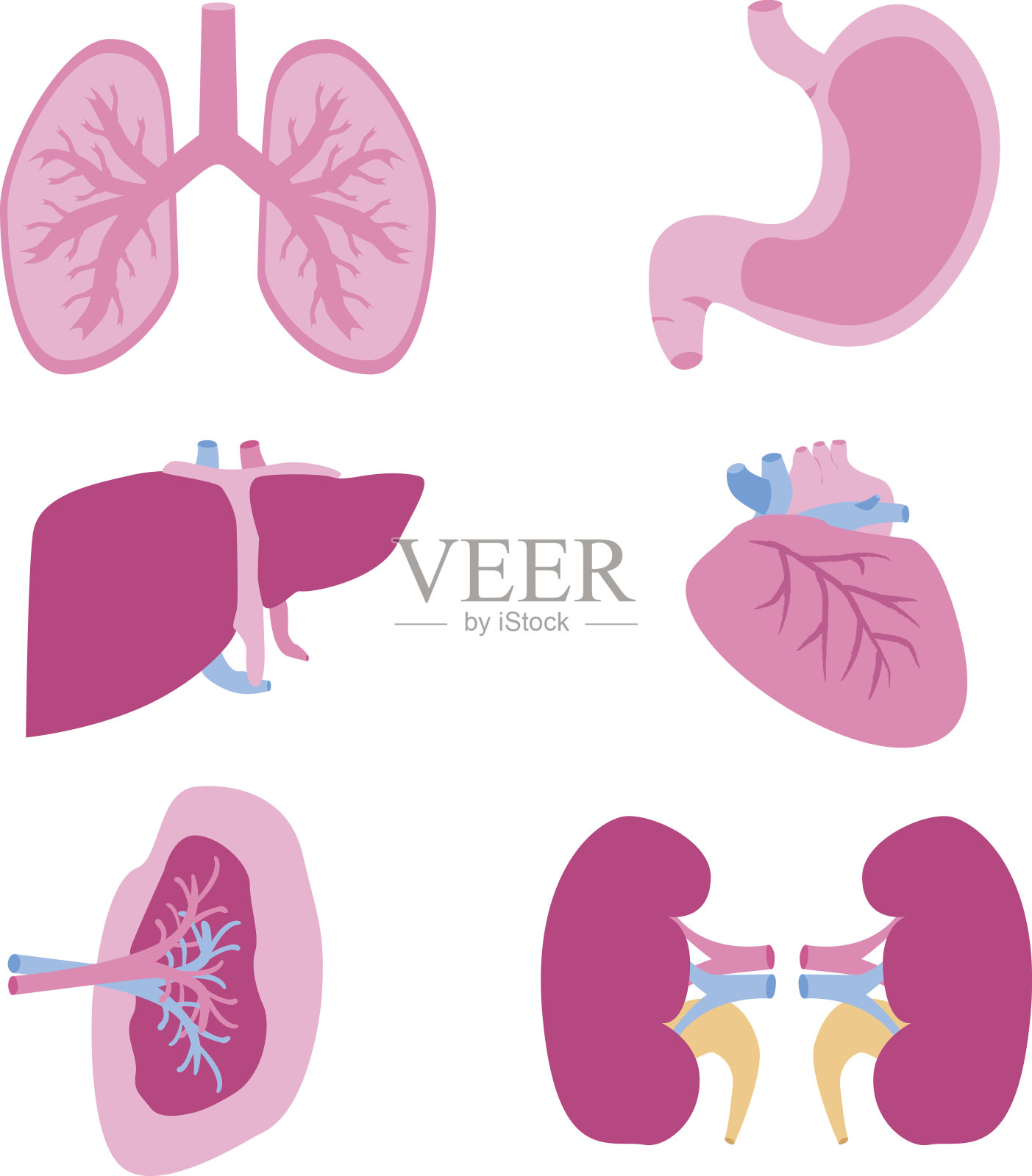 内脏向量集。插画图片素材