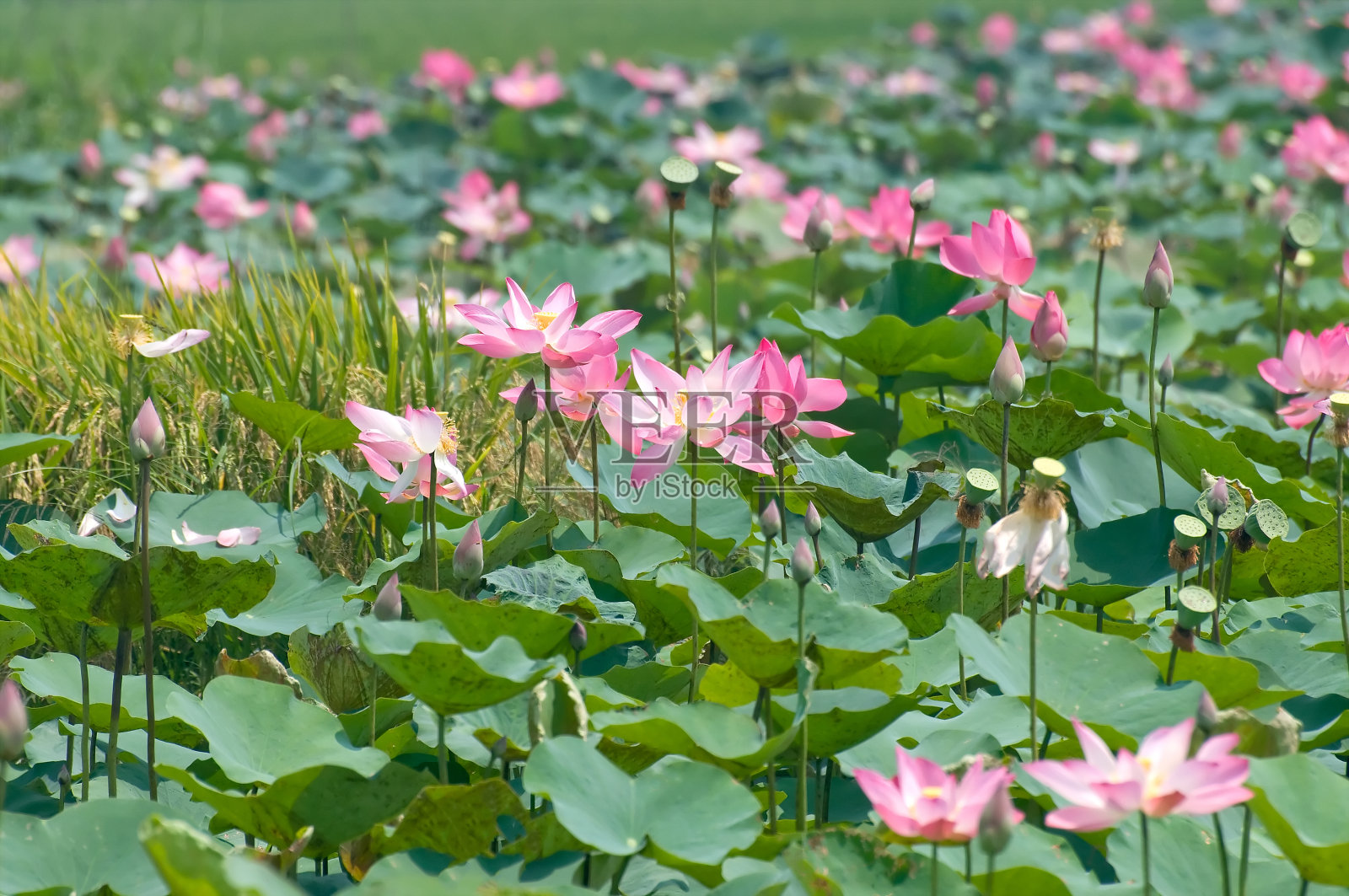 田野里盛开的荷花照片摄影图片
