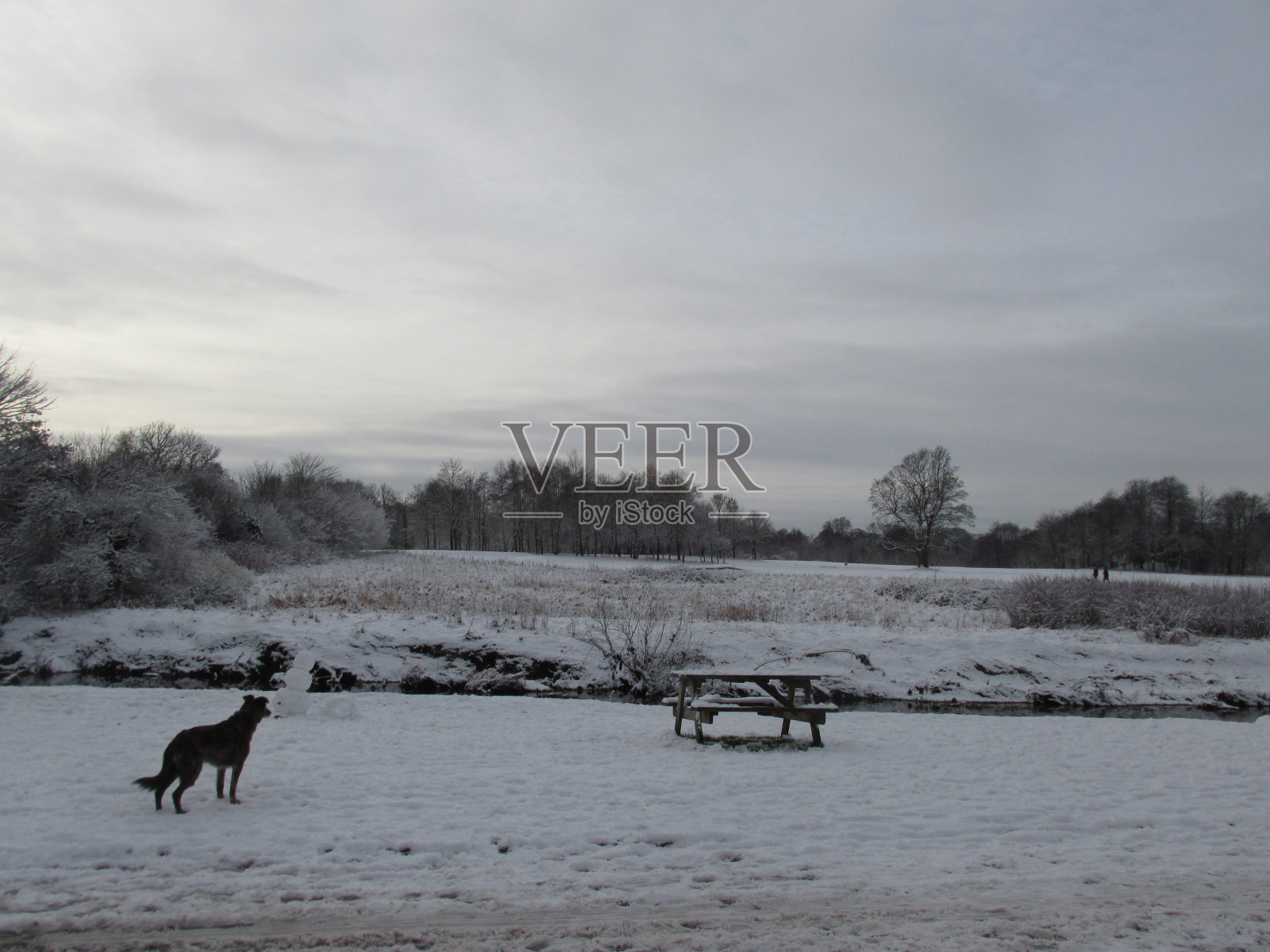 雪中的狗照片摄影图片