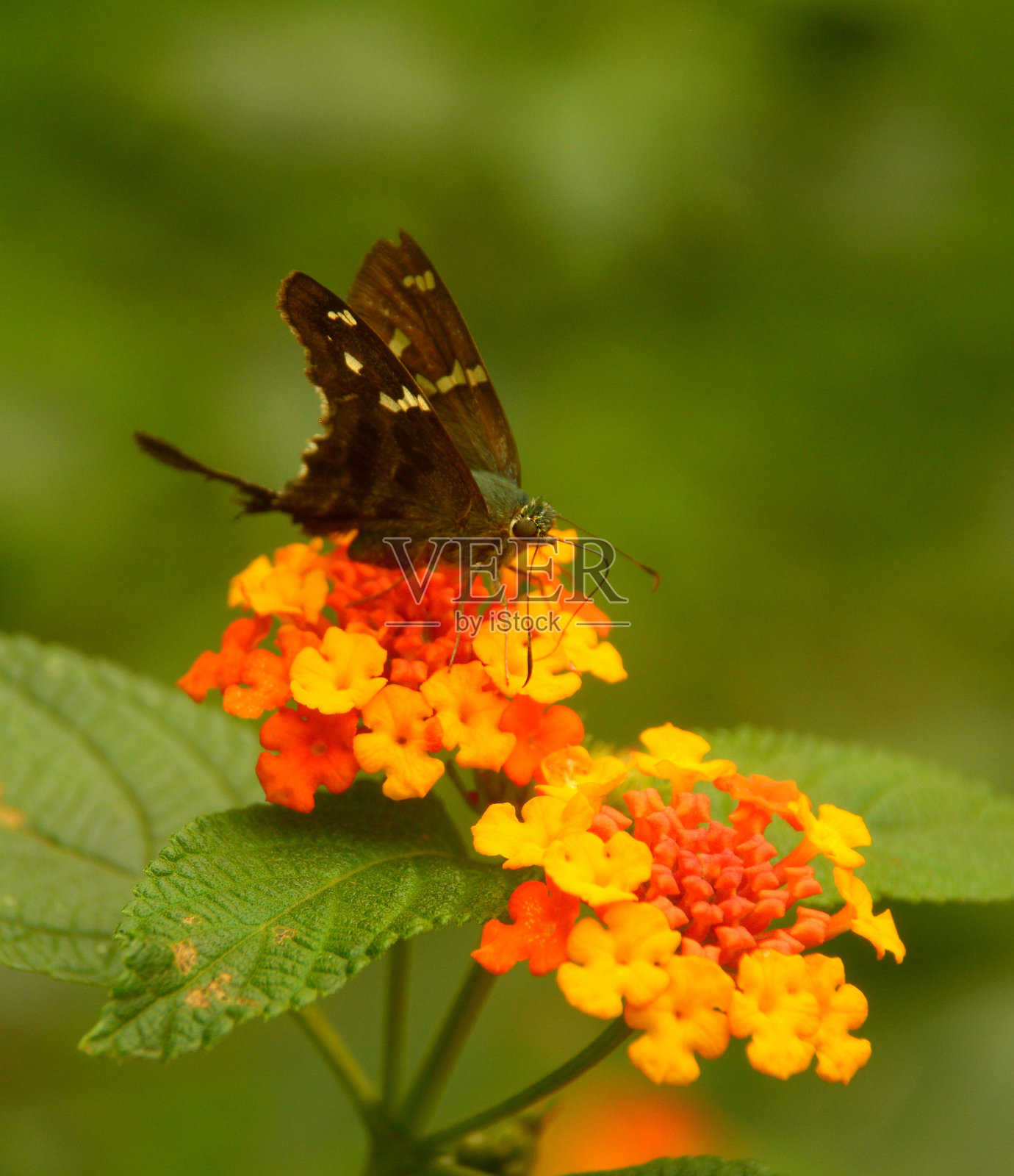 蛾在花照片摄影图片