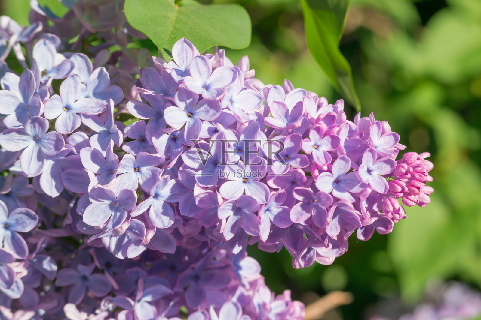 美丽的丁香花在绿叶阴影下盛开照片摄影图片