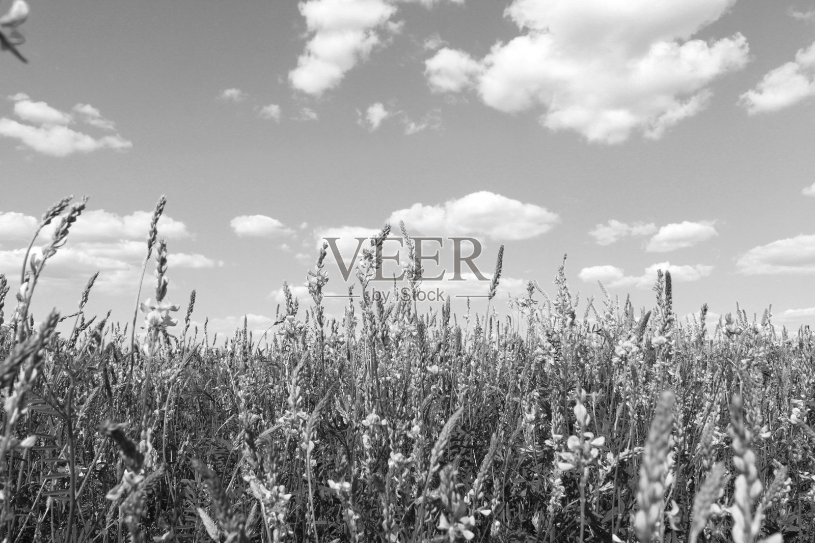 美丽的夏季黑白景观与植物和多云的天空照片摄影图片