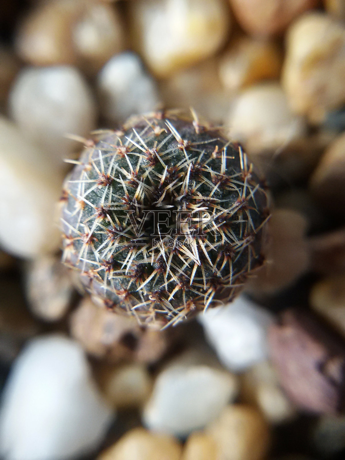 宏仙人掌播种照片摄影图片