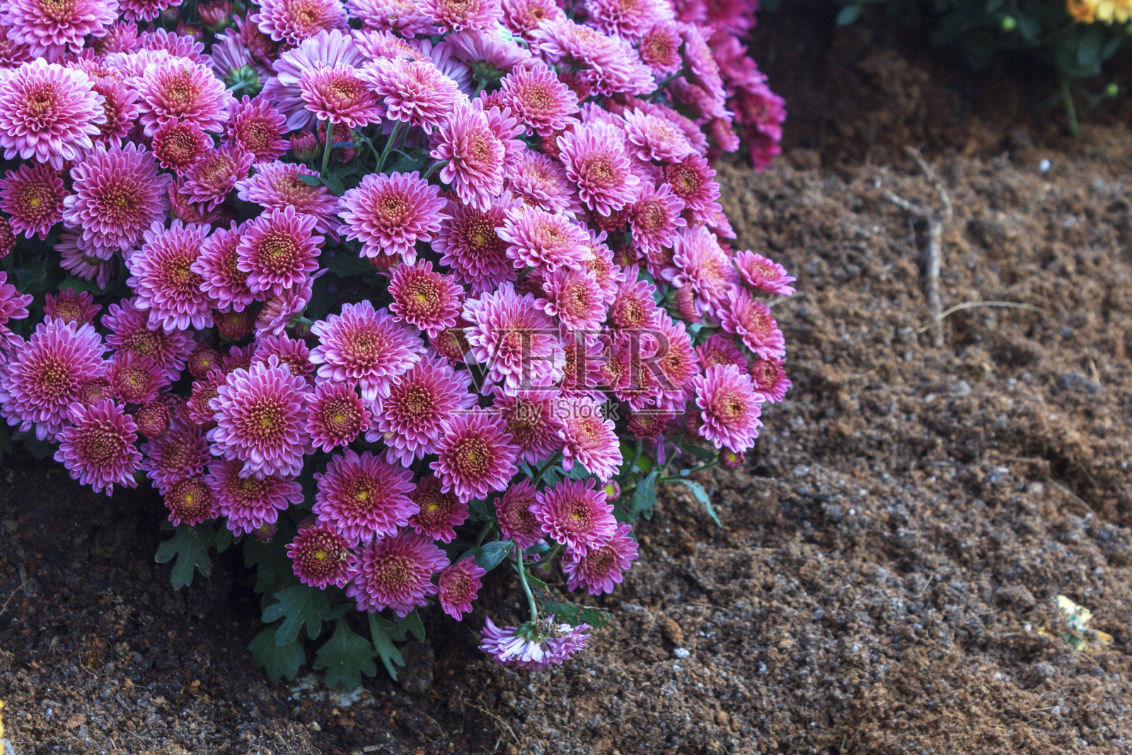 菊花照片摄影图片