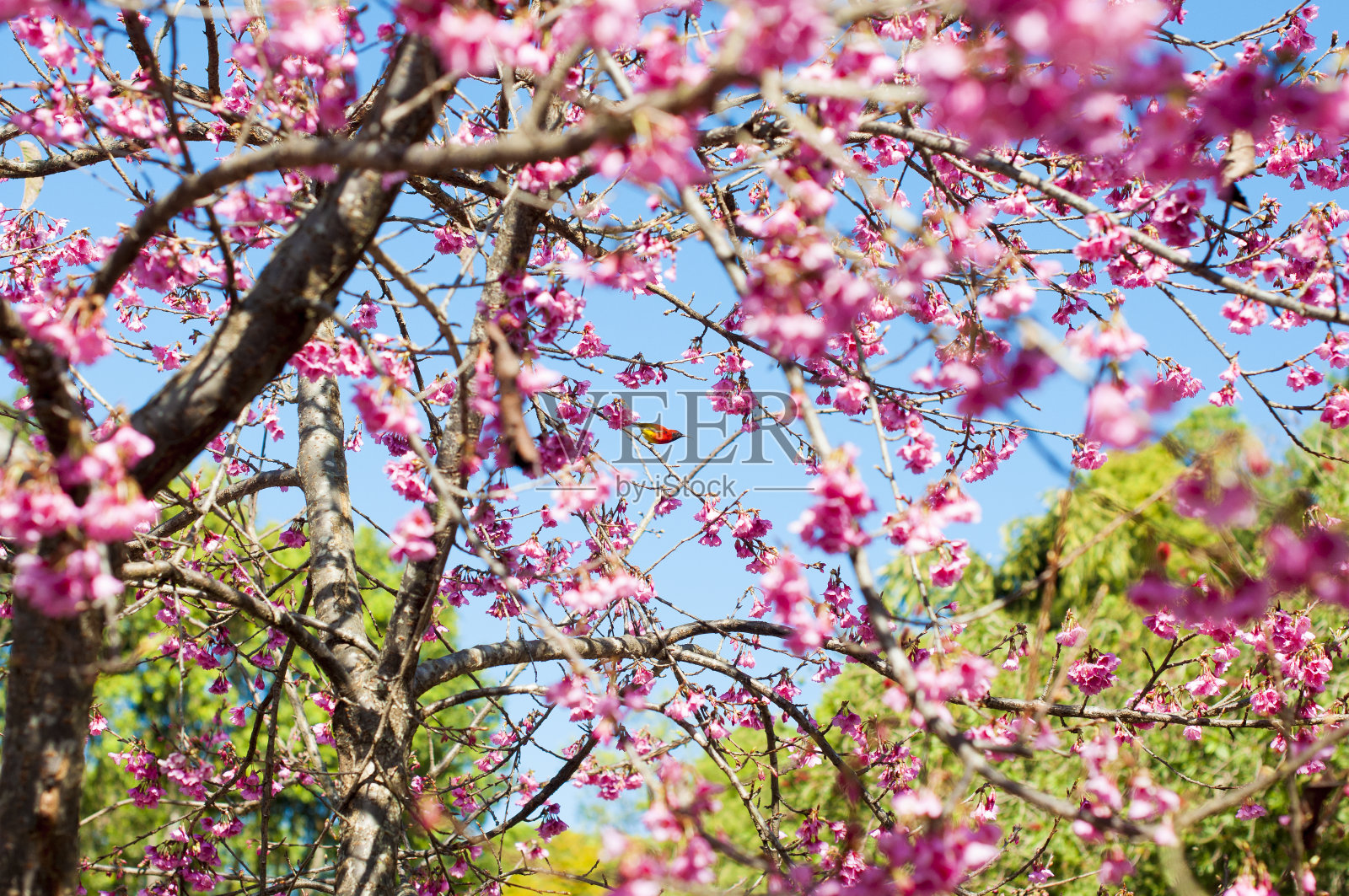 樱花泰国照片摄影图片