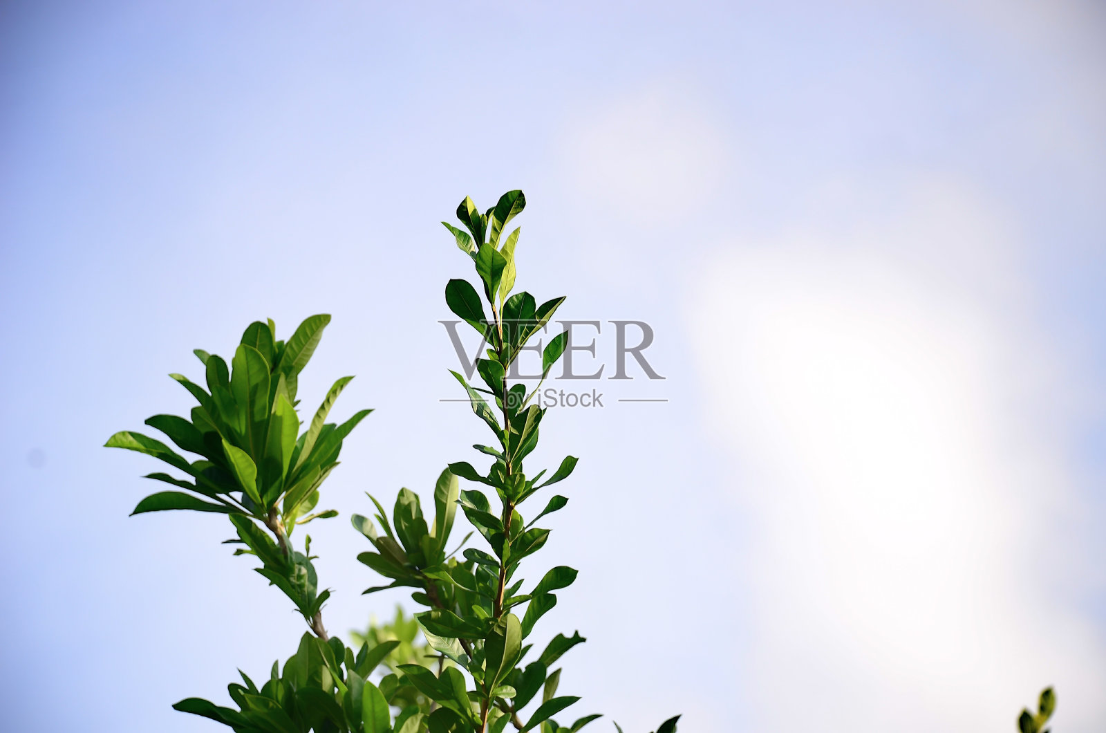 树叶映衬着早晨的背光照片摄影图片