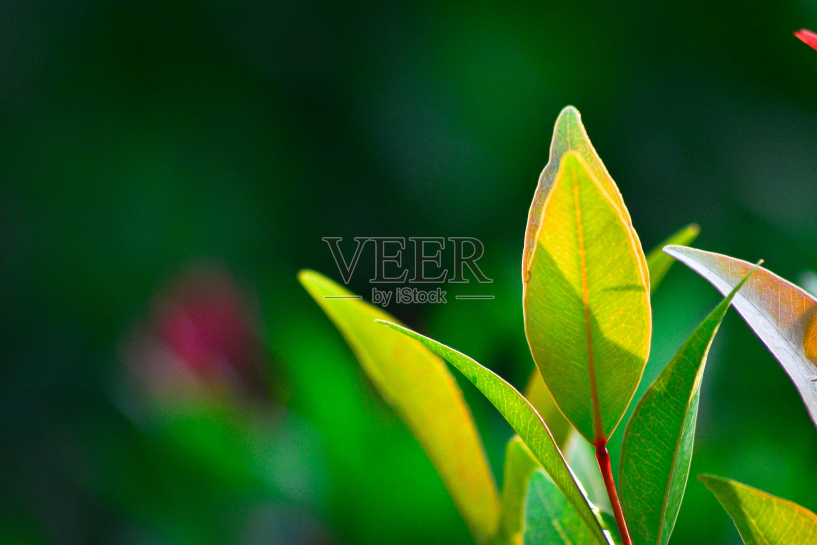 自然背景照片摄影图片