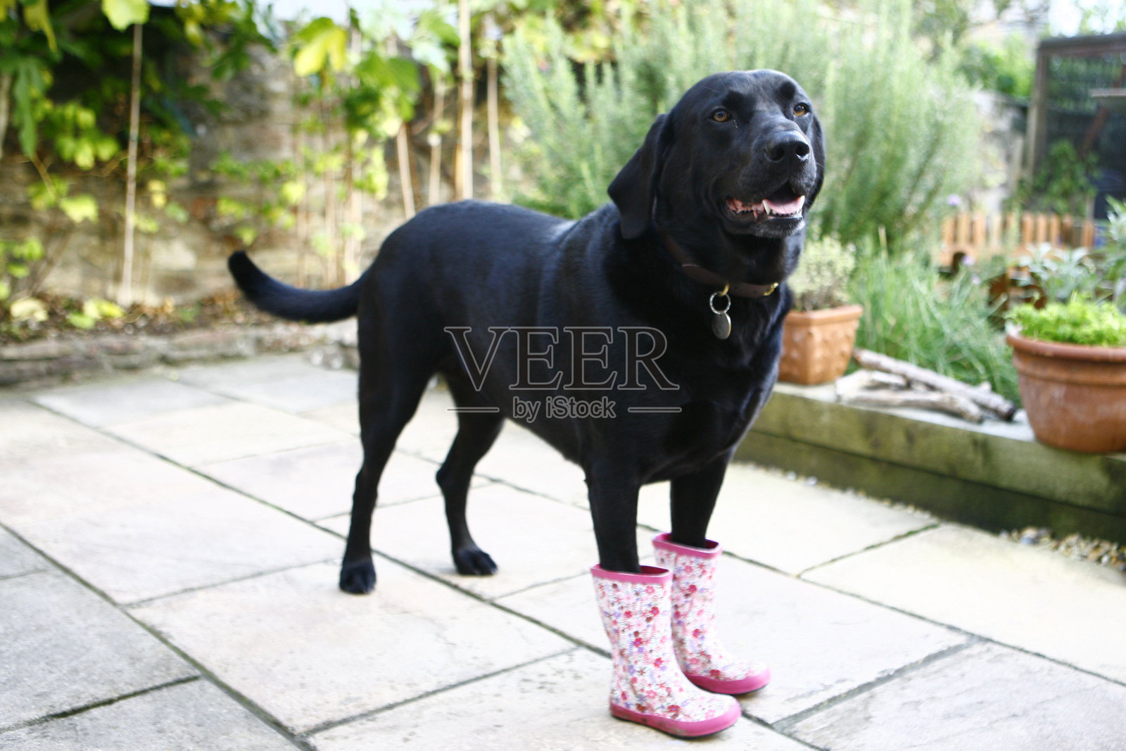 穿着长筒靴的狗照片摄影图片