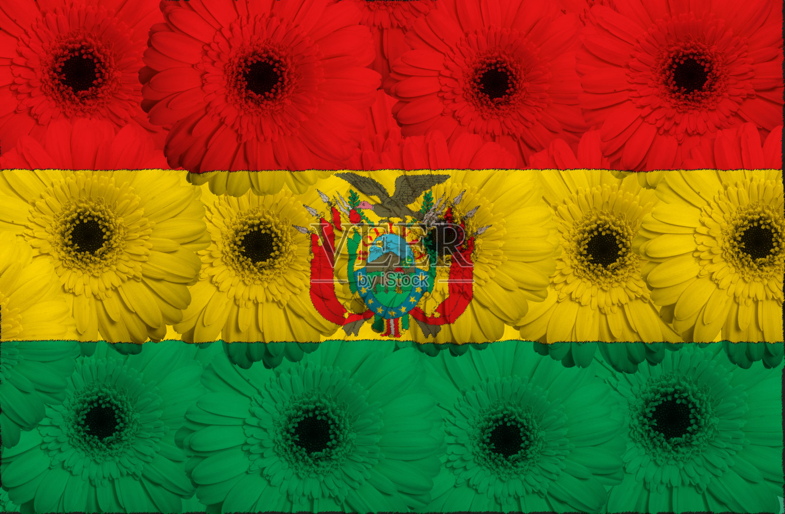 风格化的玻利维亚旗与非洲菊花卉lot照片摄影图片
