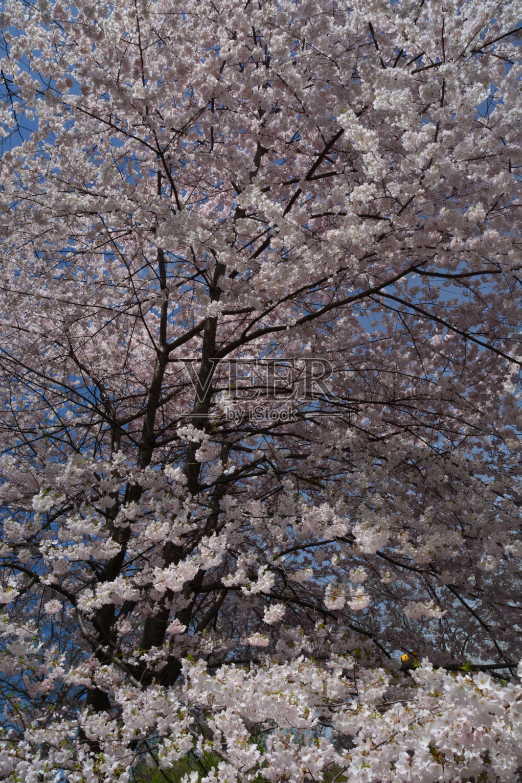春天的纽约照片摄影图片