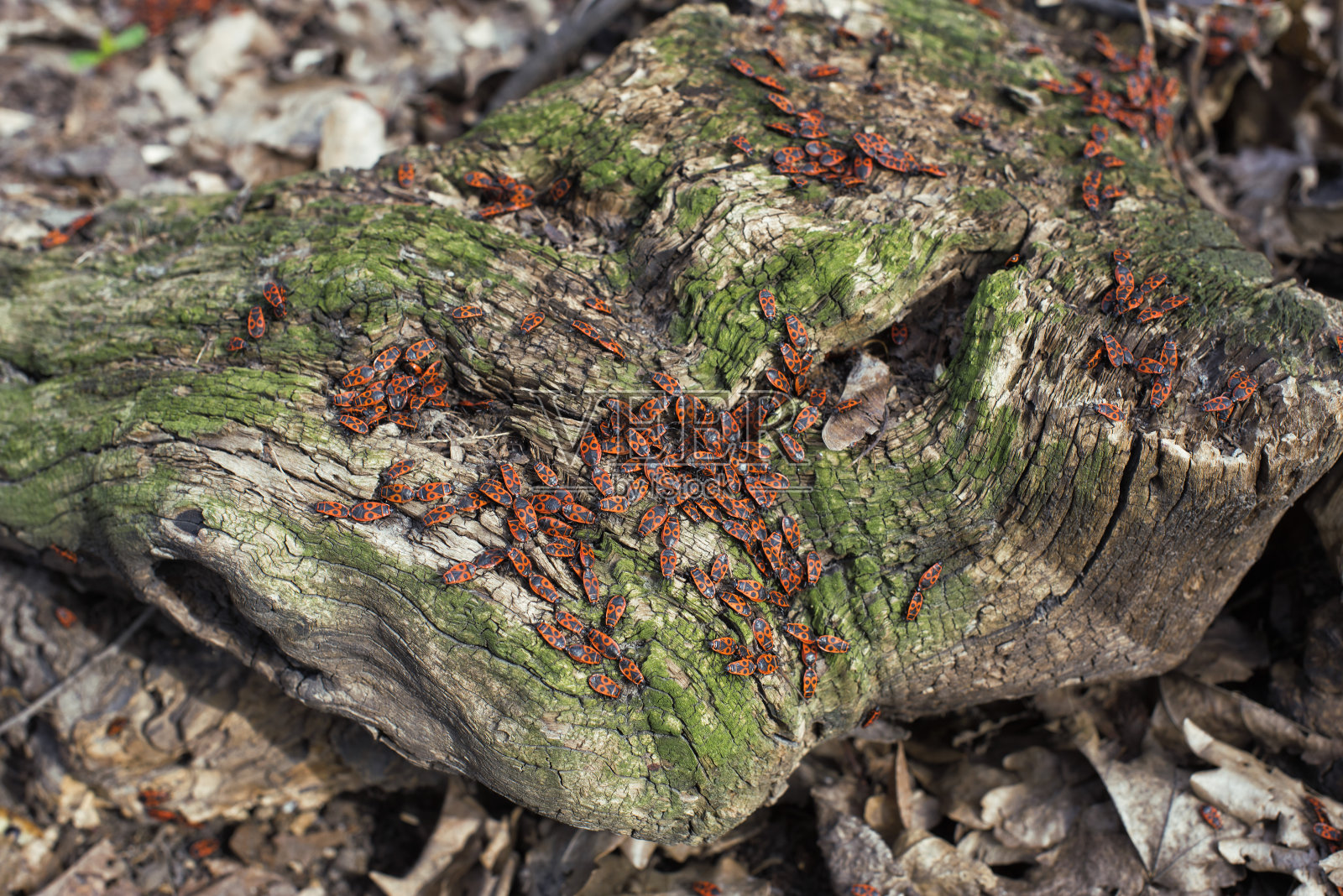 漫步春天公园照片摄影图片
