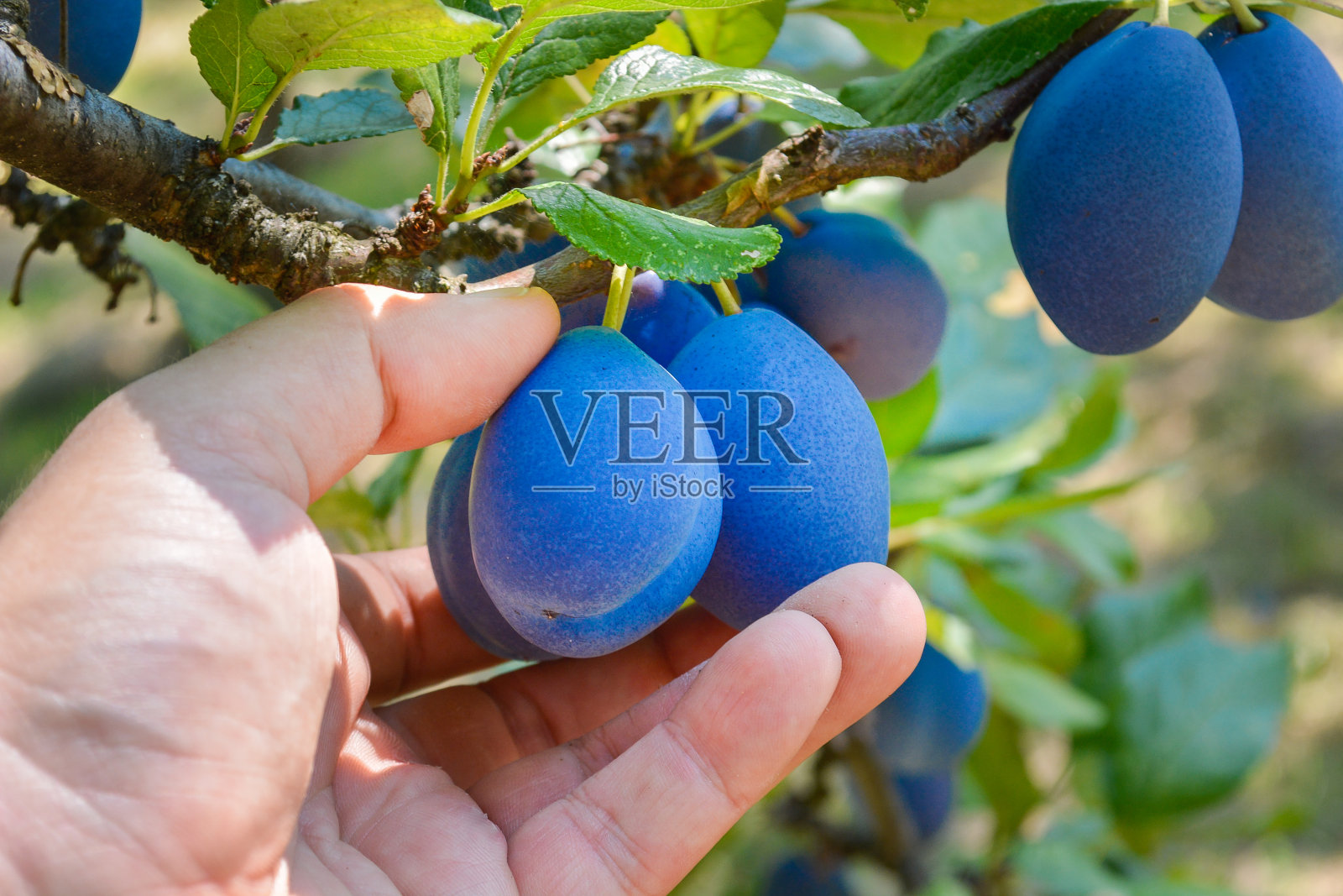 捡起李子照片摄影图片