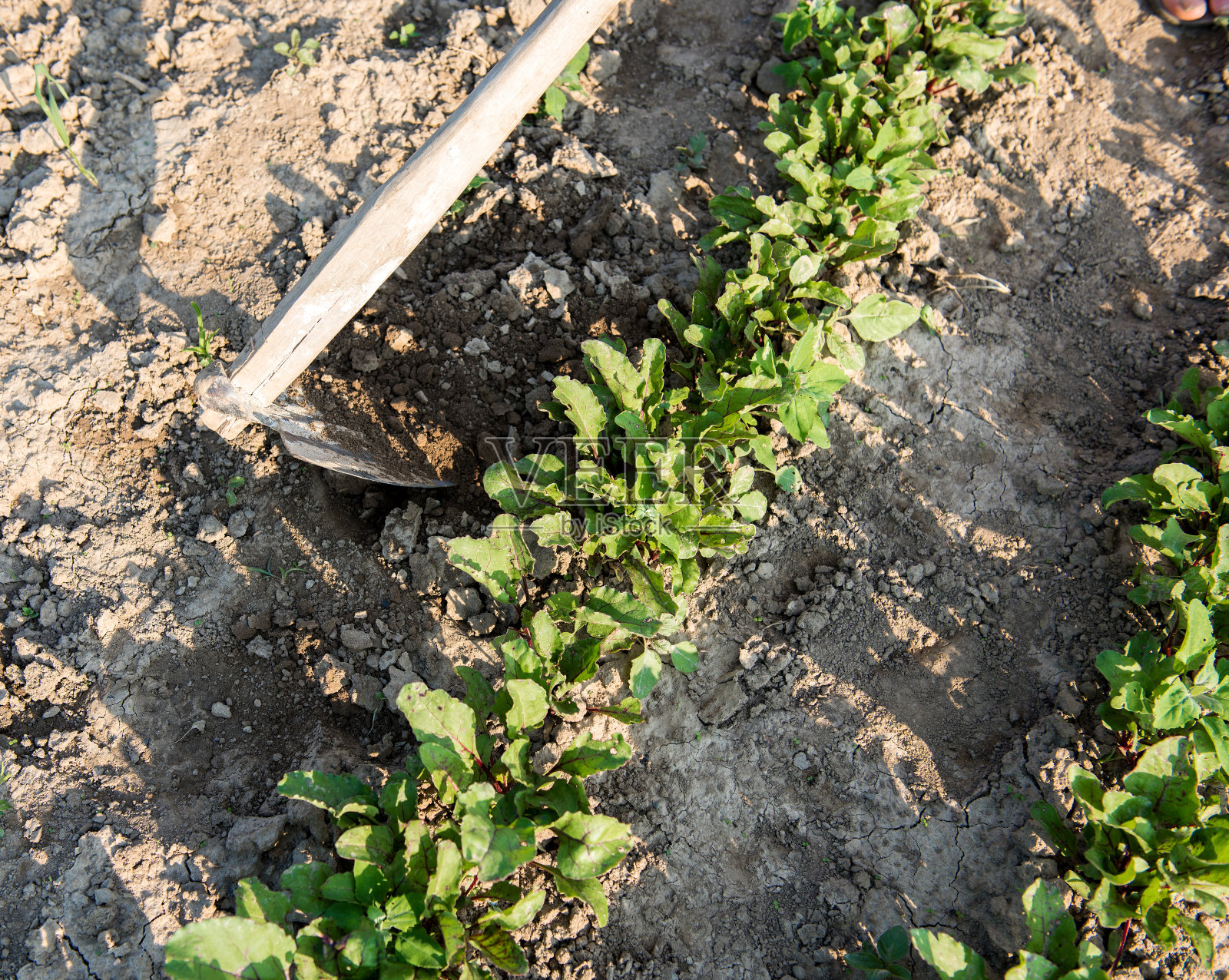 农夫在菜园锄地照片摄影图片