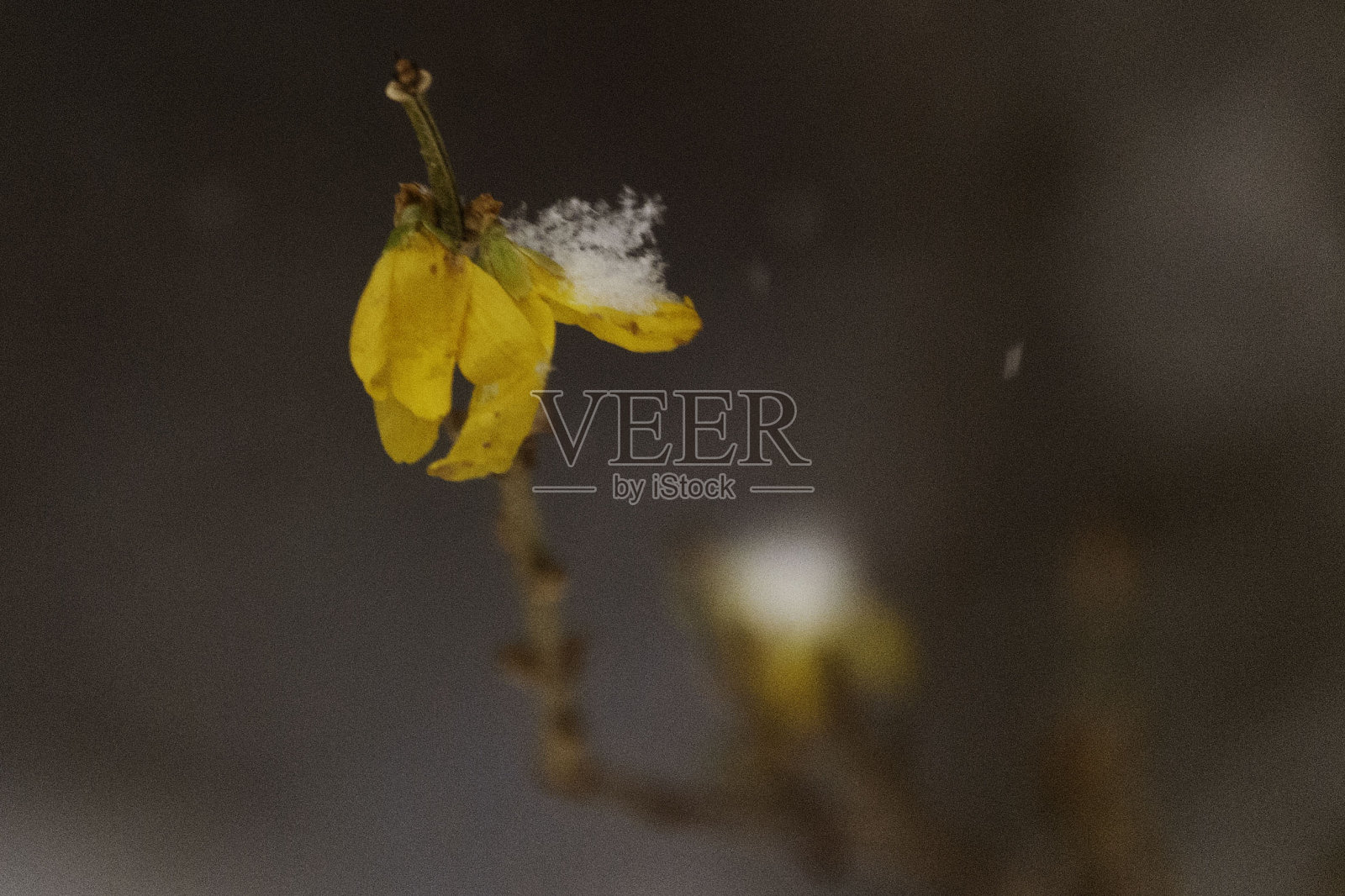 冻花照片摄影图片