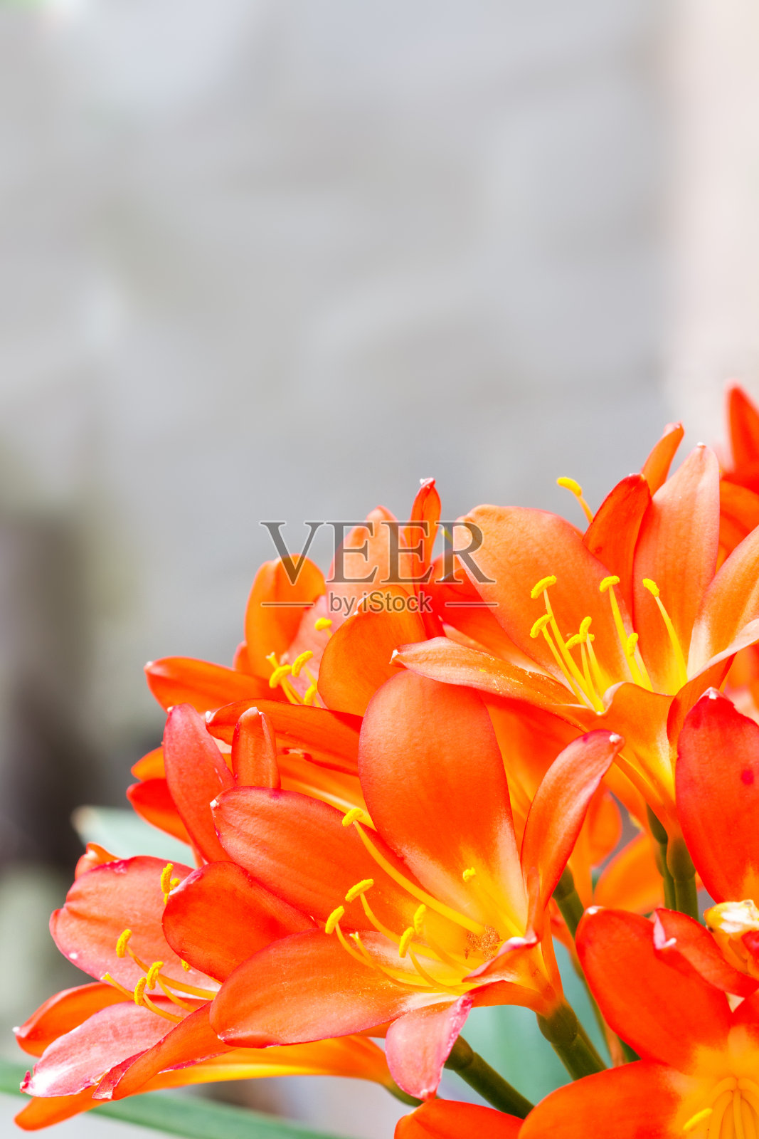 君子兰的花朵盛开照片摄影图片