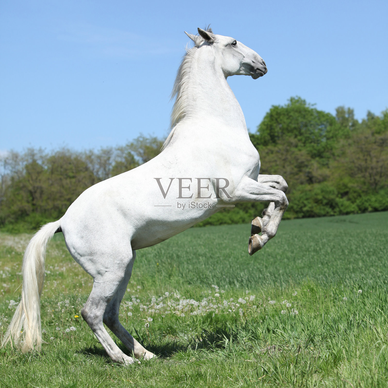 令人惊叹的白色利比扎在春天的跳跃照片摄影图片