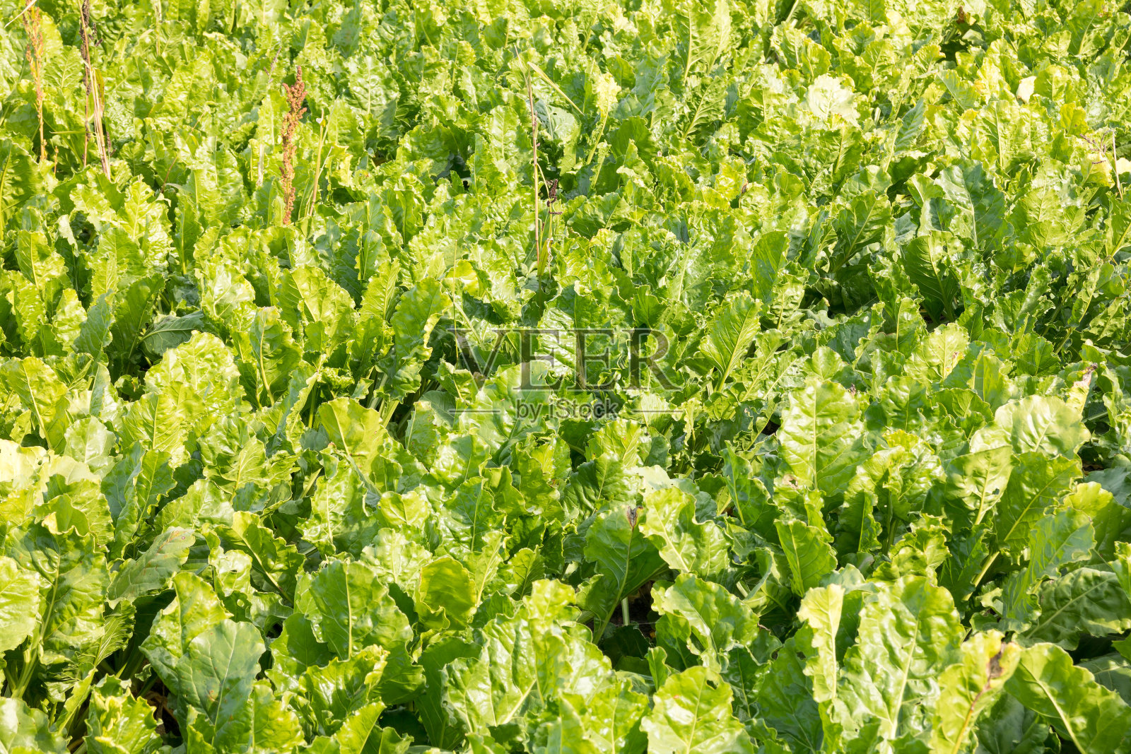 荷兰弗里斯兰，糖胜过田地照片摄影图片