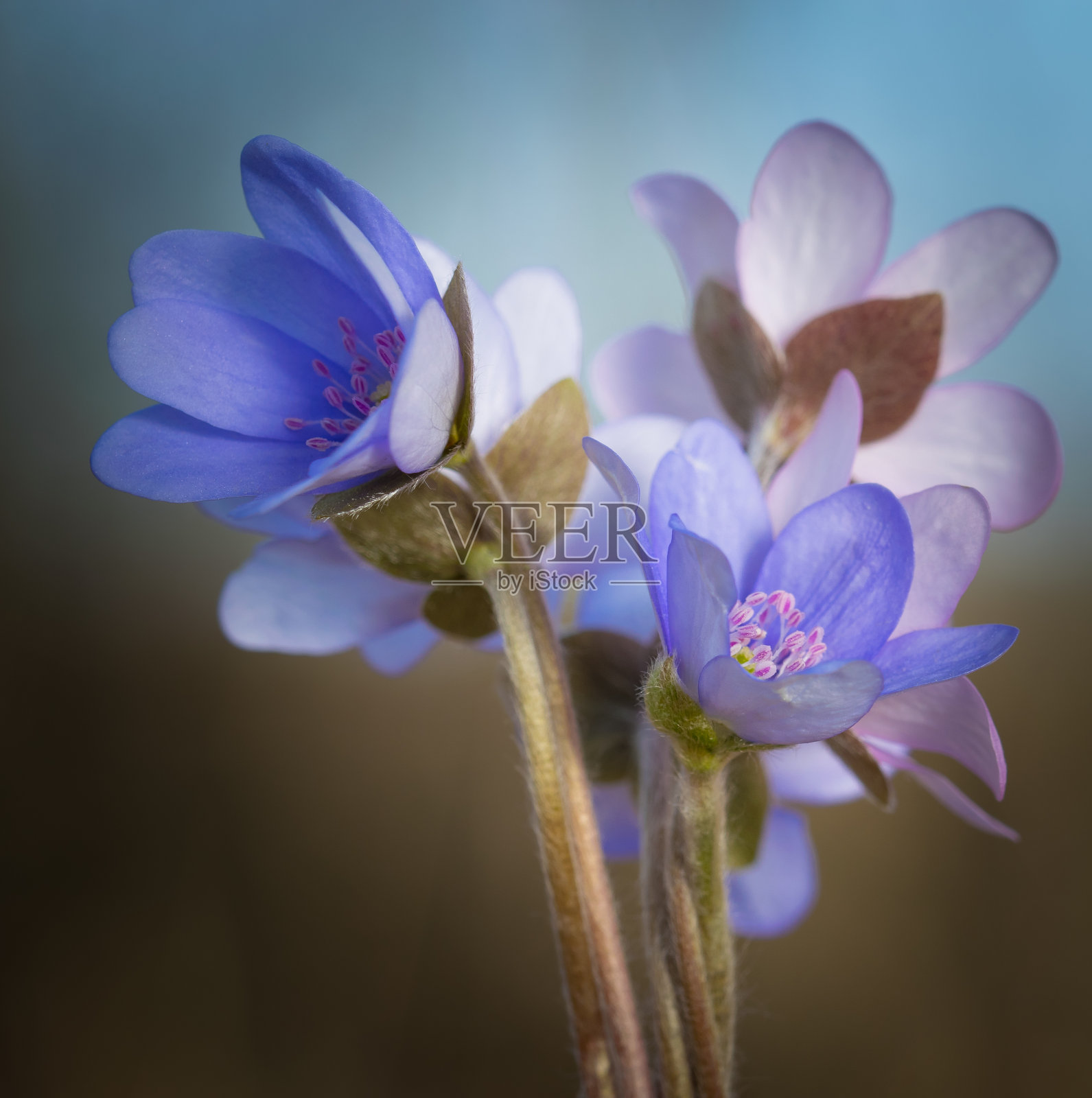 3 .苔类照片摄影图片