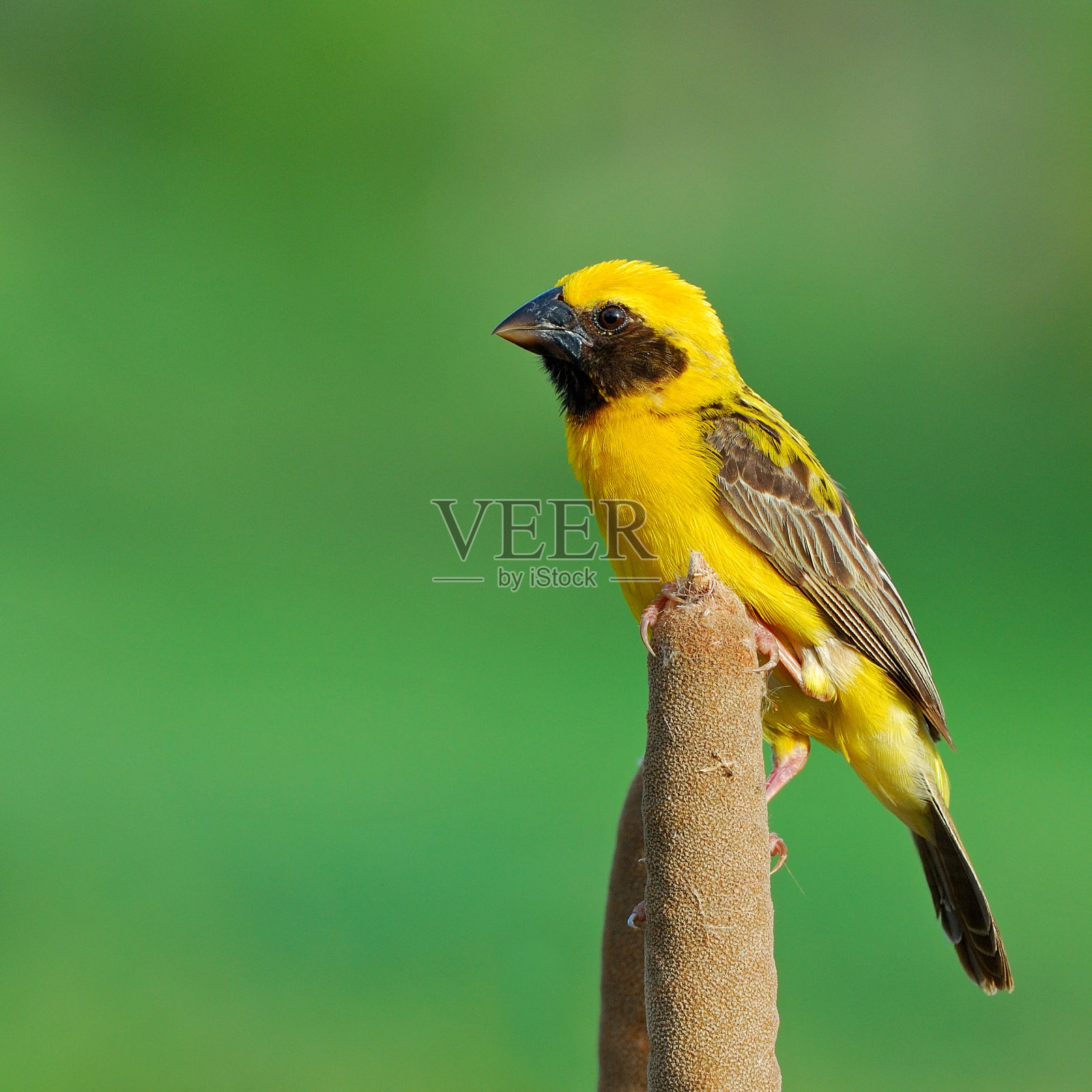 亚洲黄金韦弗照片摄影图片