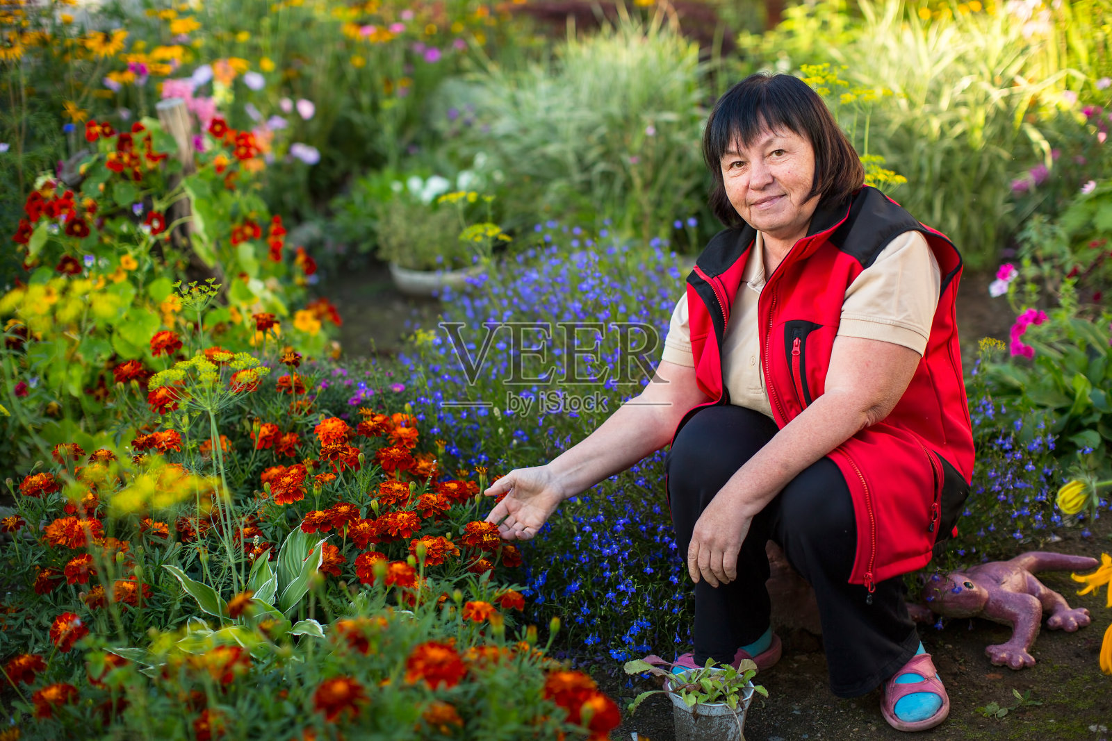 成熟的女人在她的花园里。照片摄影图片