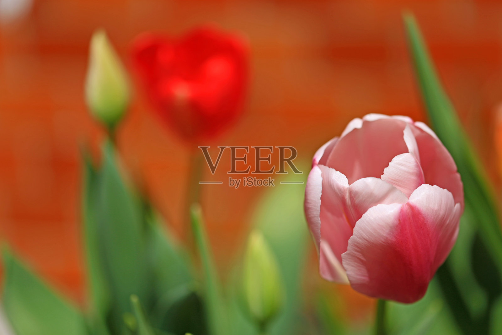 郁金香照片摄影图片