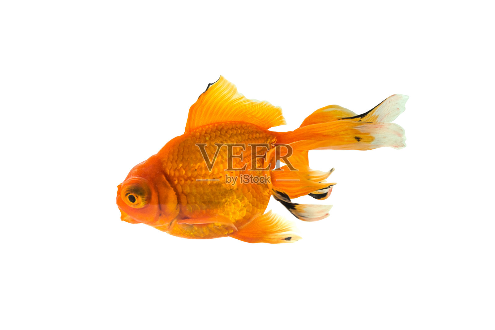 孤立的金鱼照片摄影图片
