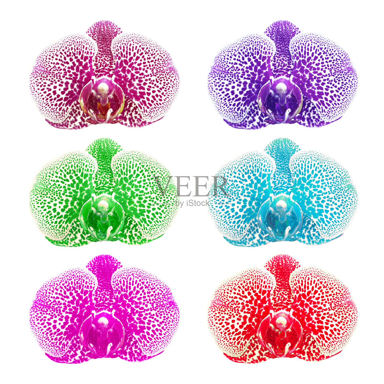 兰花的花照片摄影图片