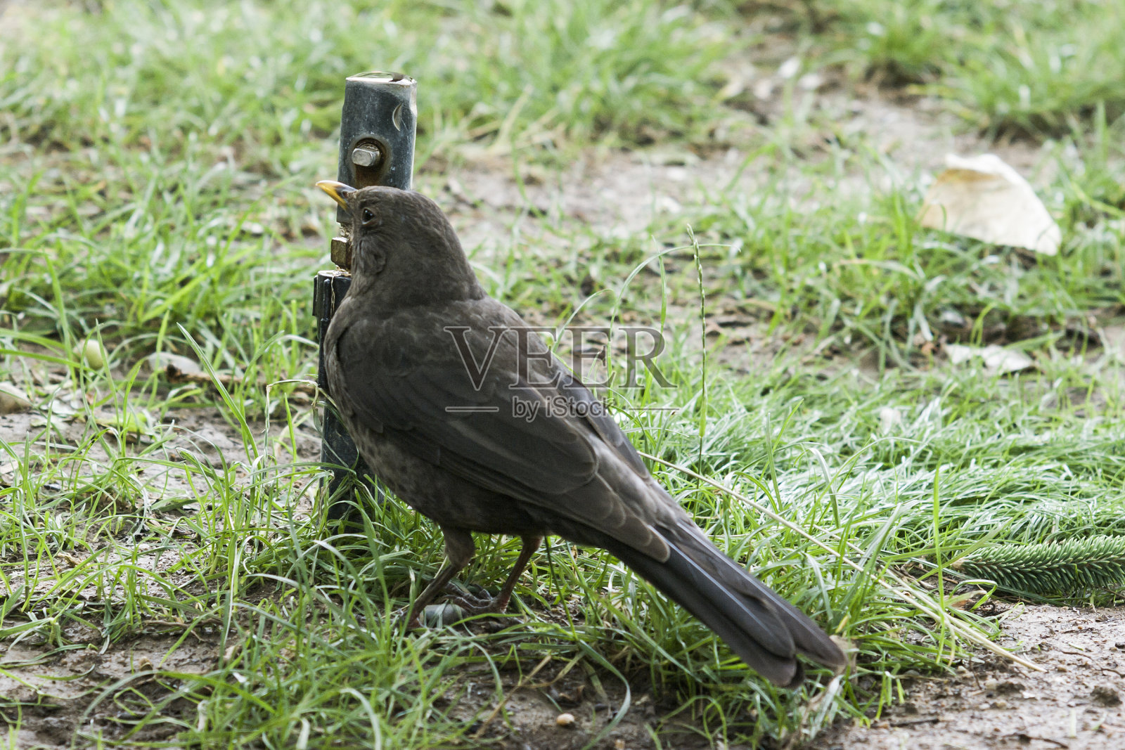 草地上的画眉照片摄影图片